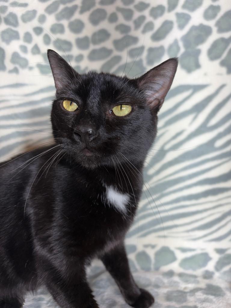 JASPER, a Adoptable mixed breed in Wintersville, OH image 1/4