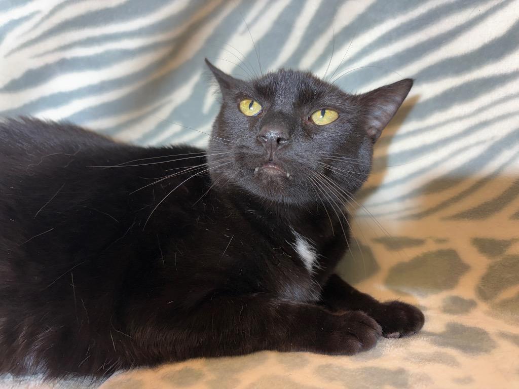 JASPER, a Adoptable mixed breed in Wintersville, OH image 2/4
