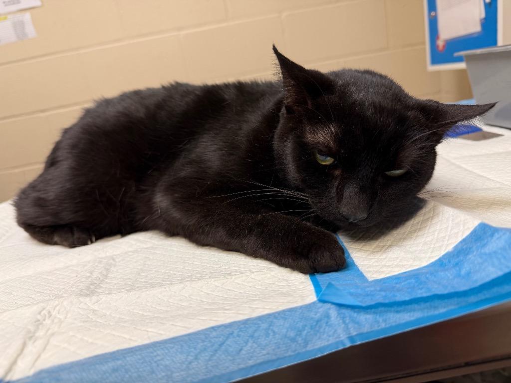 JASPER, a Adoptable mixed breed in Wintersville, OH image 3/4