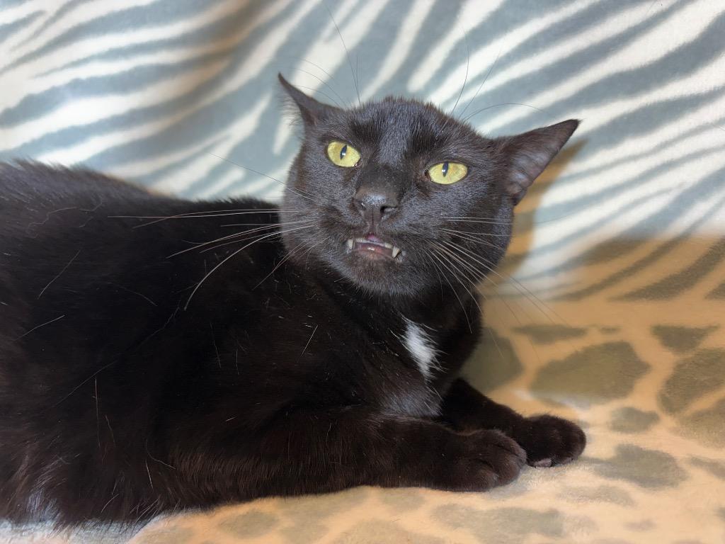 JASPER, a Adoptable mixed breed in Wintersville, OH image 4/4