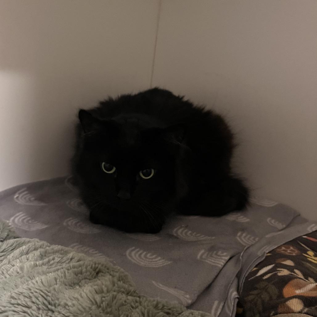 Mystique (C000-138)-City of Industry Location, Adoptable, Senior Female Domestic Long Hair.