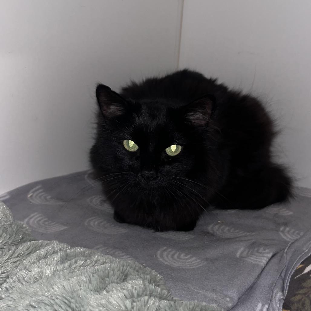 Mystique (C000-138)-City of Industry Location, a Adoptable Domestic Long Hair in Chino Hills, CA image 2/4