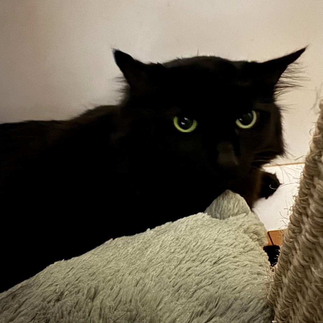 Mystique (C000-138)-City of Industry Location, a Adoptable Domestic Long Hair in Chino Hills, CA image 3/4