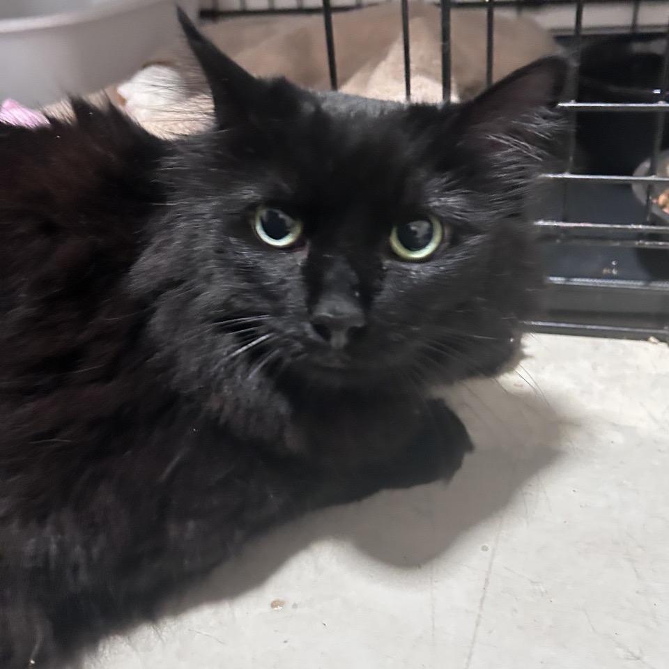 Mystique (C000-138)-City of Industry Location, a Adoptable Domestic Long Hair in Chino Hills, CA image 4/4