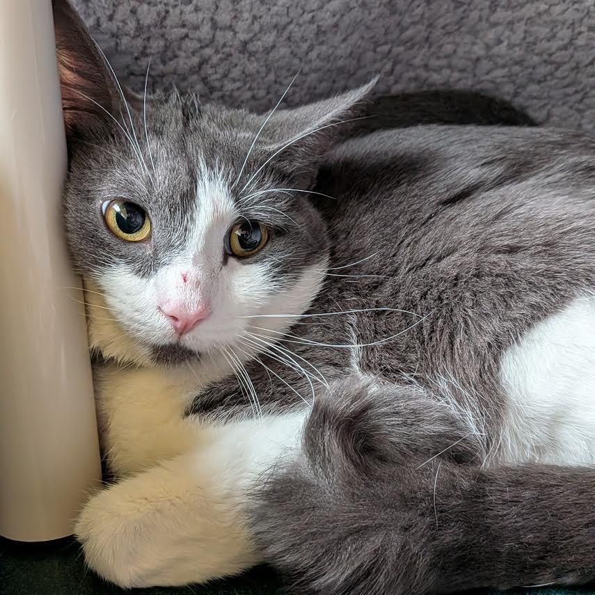 Enlarge Spencer-$50, a Adoptable Domestic Short Hair in Springfield, MA image 1/1