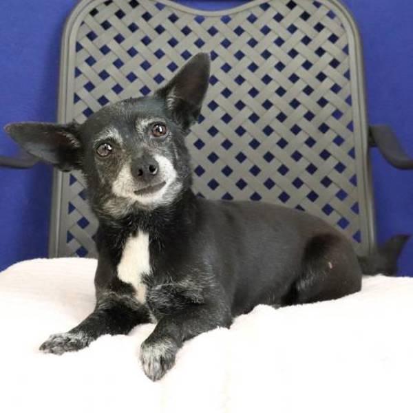 Grandma, Adoptable, Adult Female Chihuahua.