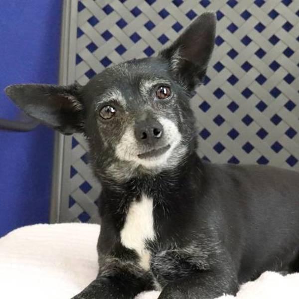 Grandma, a Adoptable mixed breed in Fort Davis, TX image 2/2