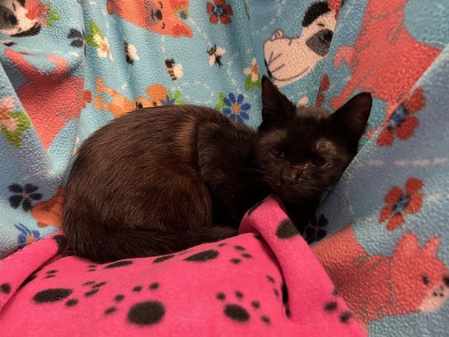 Enlarge BOBBY, a Adoptable Domestic Short Hair in Winter Haven, FL image 1/1