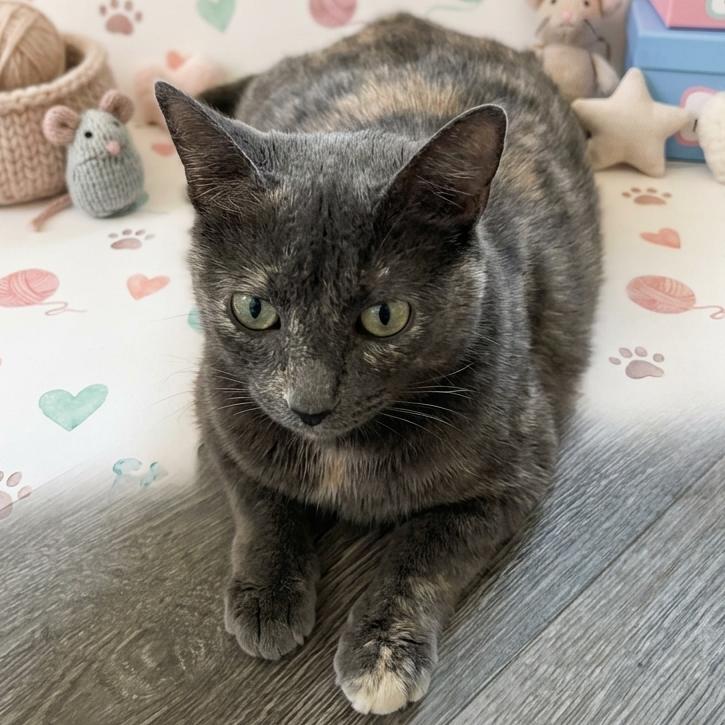 Enlarge Cinderella, a Adoptable Domestic Medium Hair in San Saba, TX image 1/1