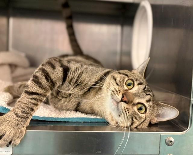 CATRAT, Adoptable, Young Male Domestic Short Hair.