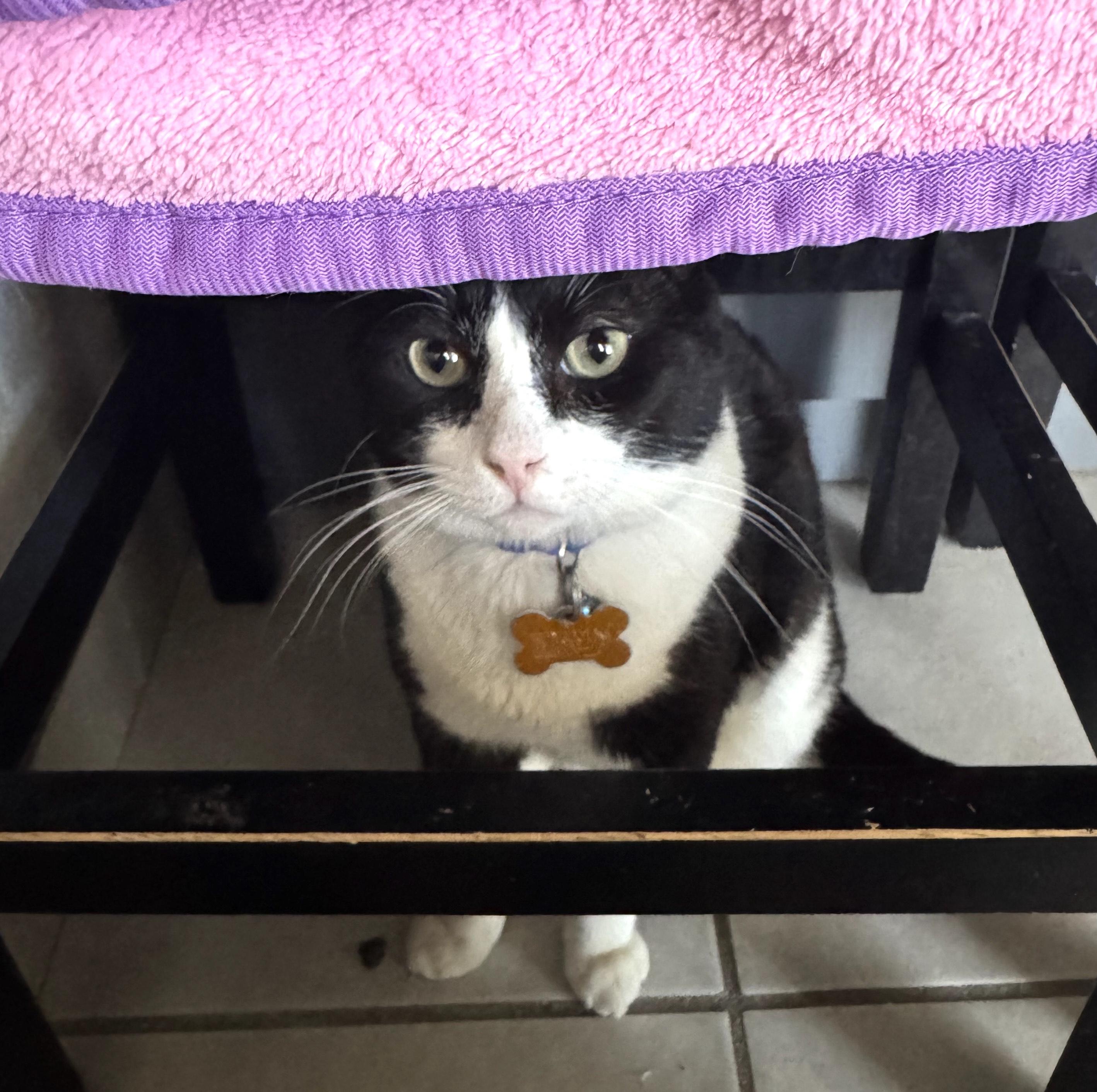 Felix (5), an adoptable Domestic Short Hair in Mexicali, BCN, 21280 | Photo Image 2