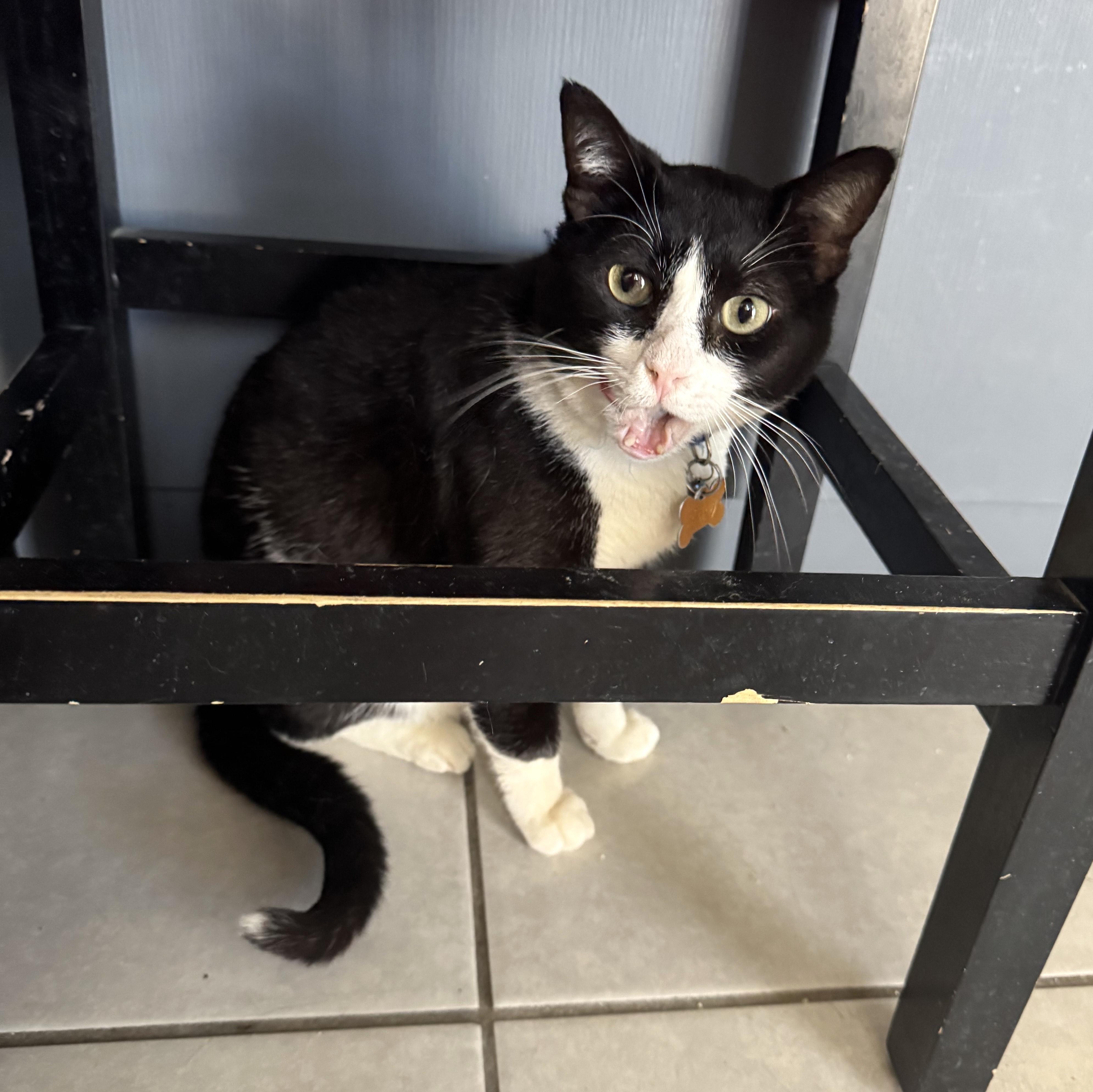 Felix (5), an adoptable Domestic Short Hair in Mexicali, BCN, 21280 | Photo Image 4