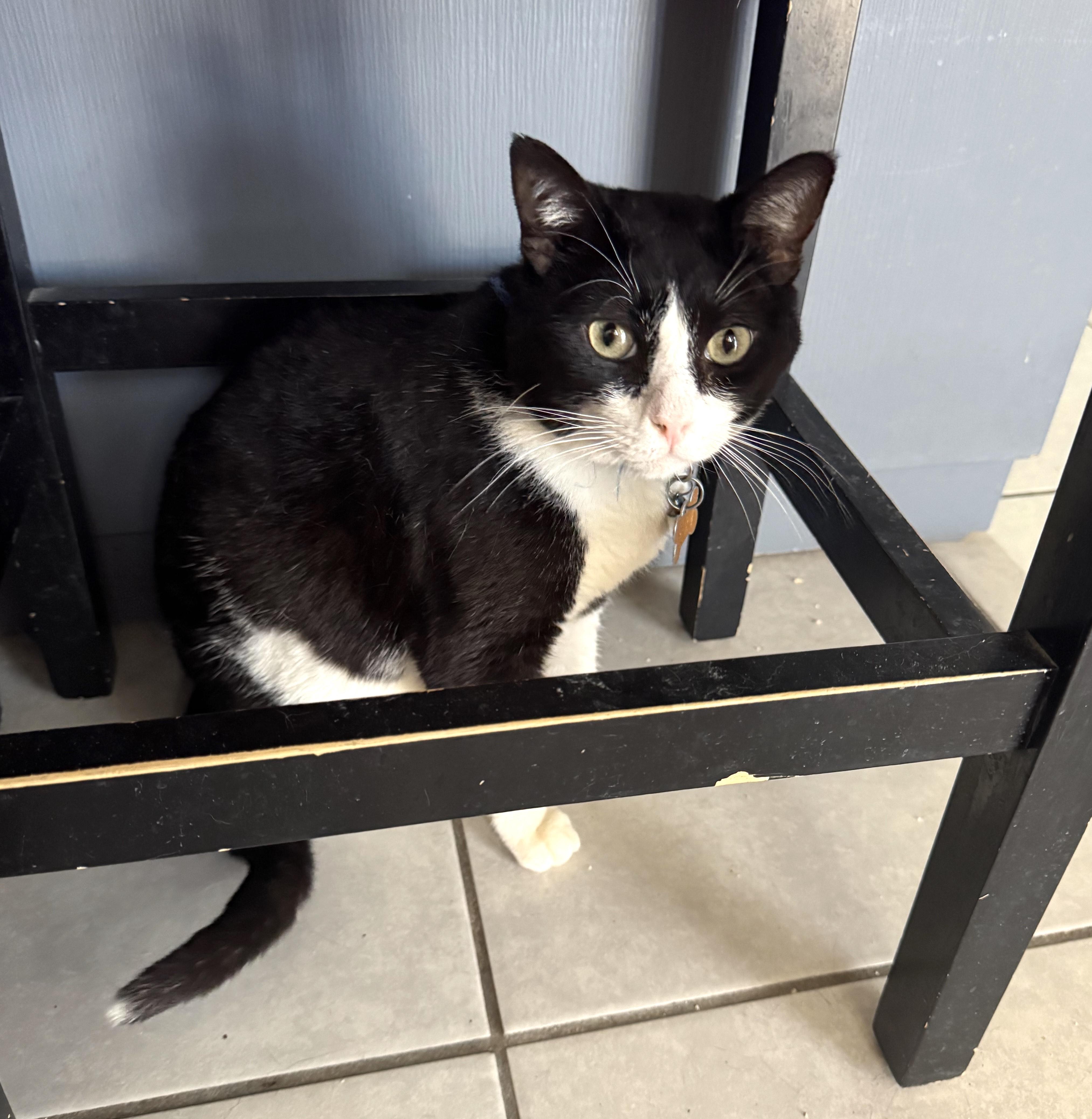 Felix (5), an adoptable Domestic Short Hair in Mexicali, BCN, 21280 | Photo Image 3