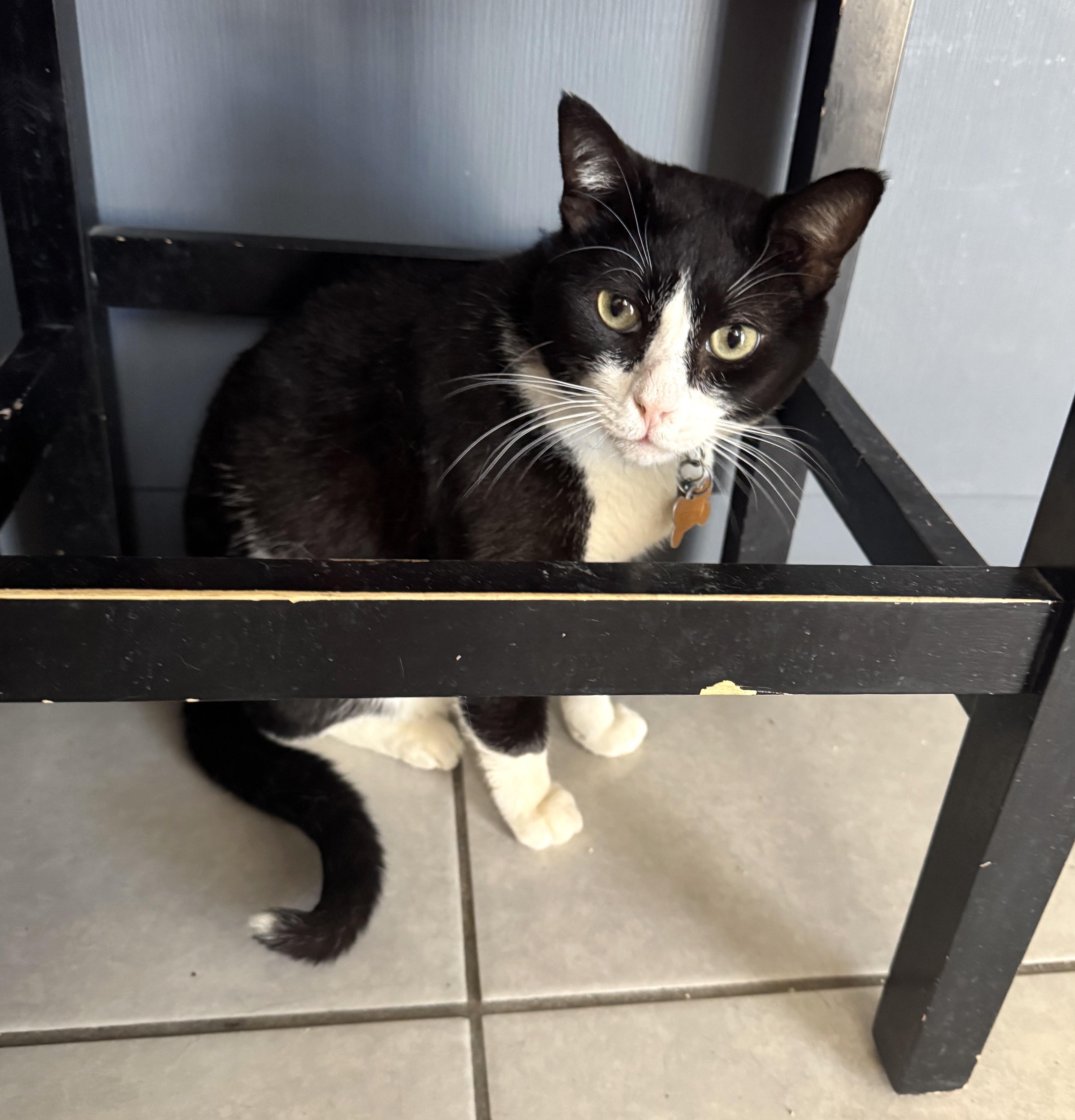 Felix (5), an adoptable Domestic Short Hair in Mexicali, BCN, 21280 | Photo Image 1