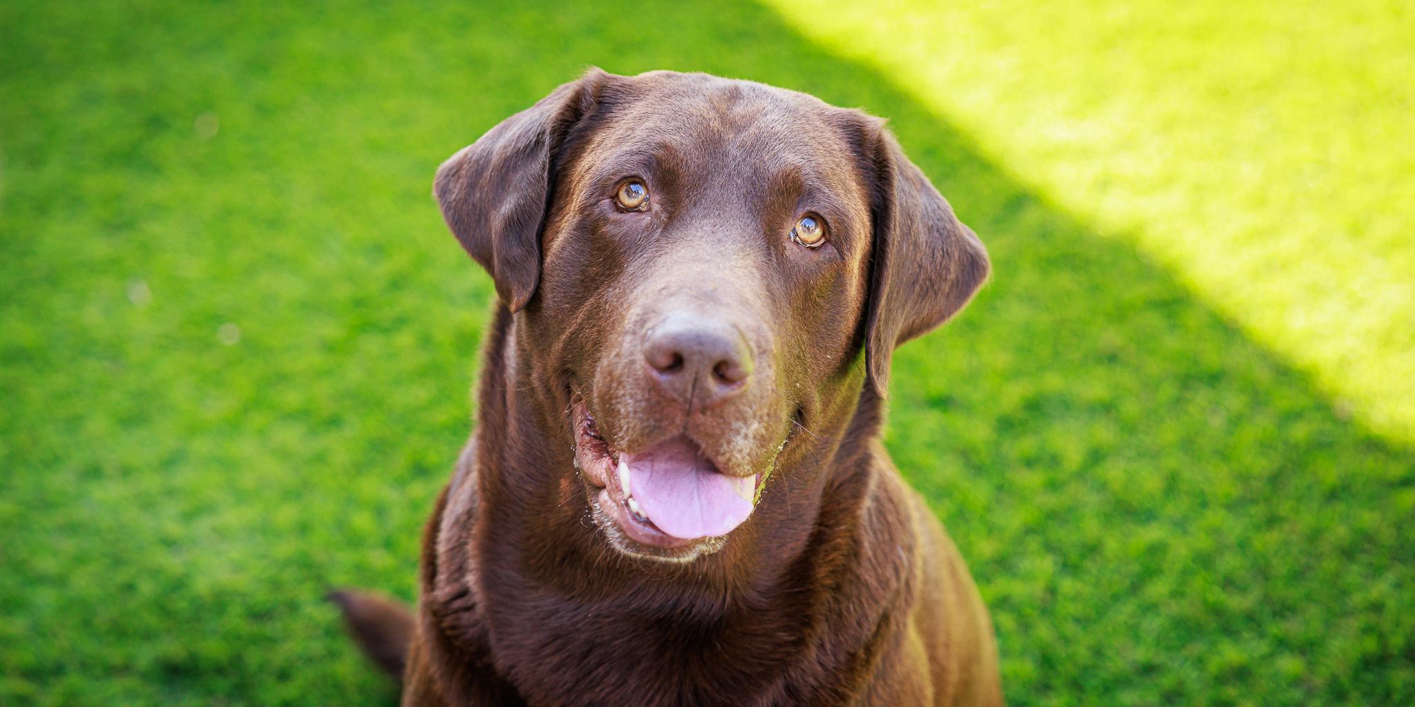 Milo, Adopted, Adult Male Labrador Retriever.