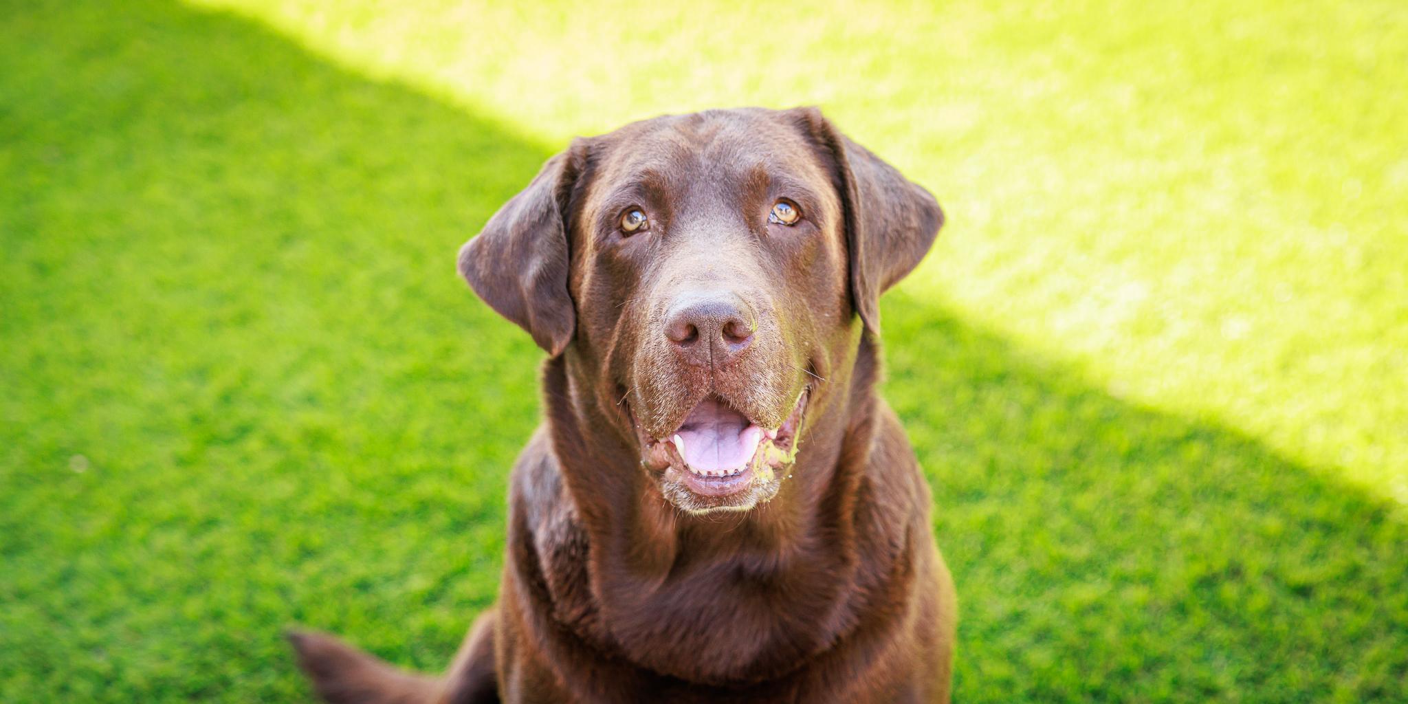 Enlarge Milo, a Adopted Labrador Retriever in Las Vegas, NV image 2/5