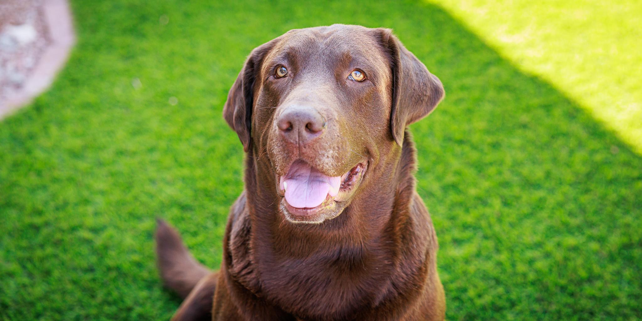 Enlarge Milo, a Adopted Labrador Retriever in Las Vegas, NV image 4/5