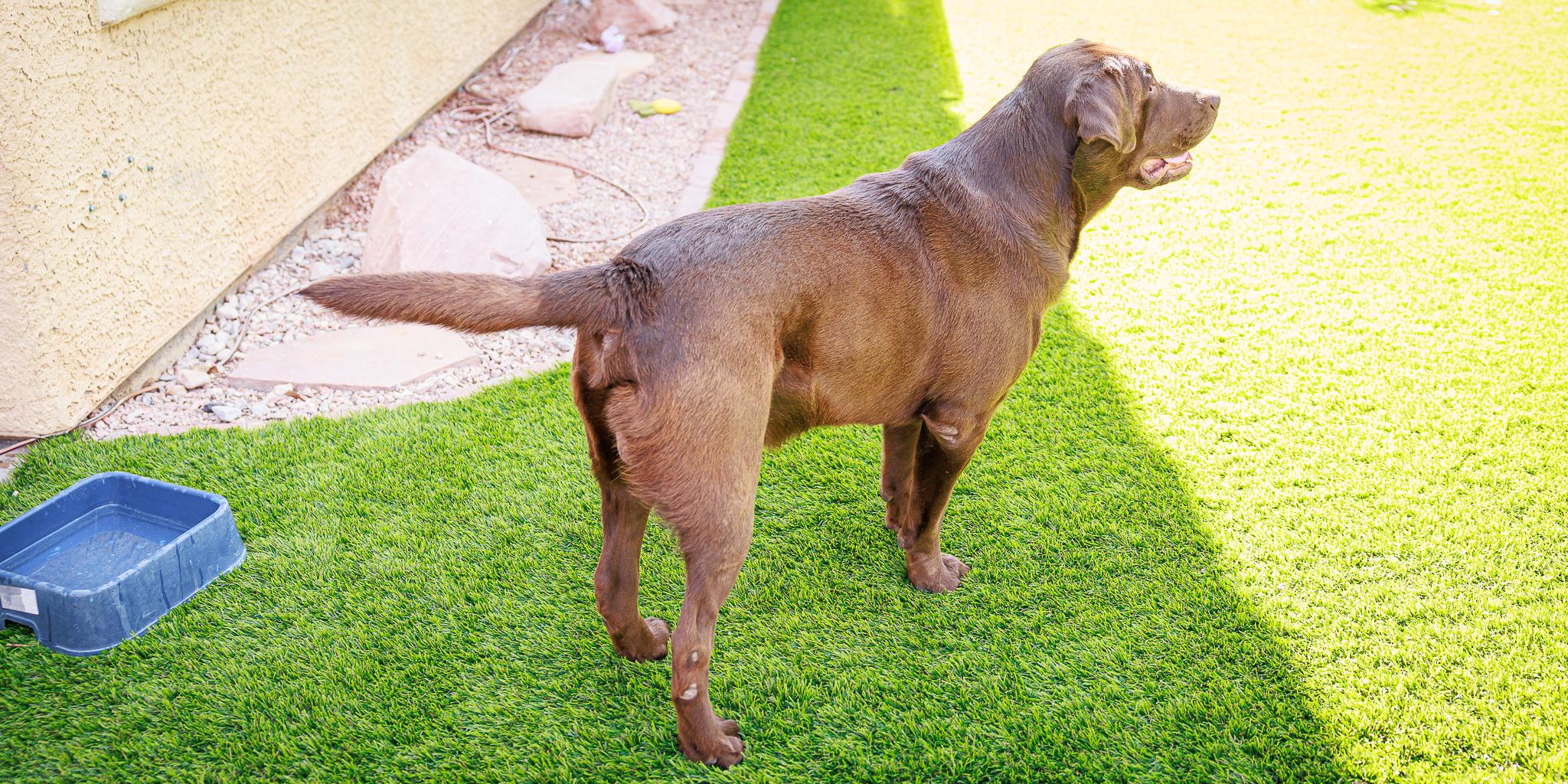 Enlarge Milo, a Adopted Labrador Retriever in Las Vegas, NV image 5/5