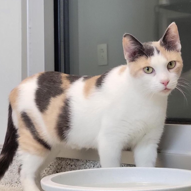 Enlarge Pearl, a Adoptable Domestic Short Hair in Cooperstown, NY image 1/3