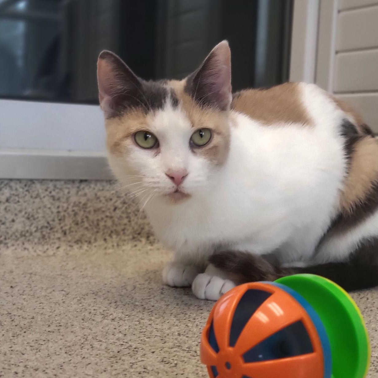 Enlarge Pearl, a Adoptable Domestic Short Hair in Cooperstown, NY image 2/3