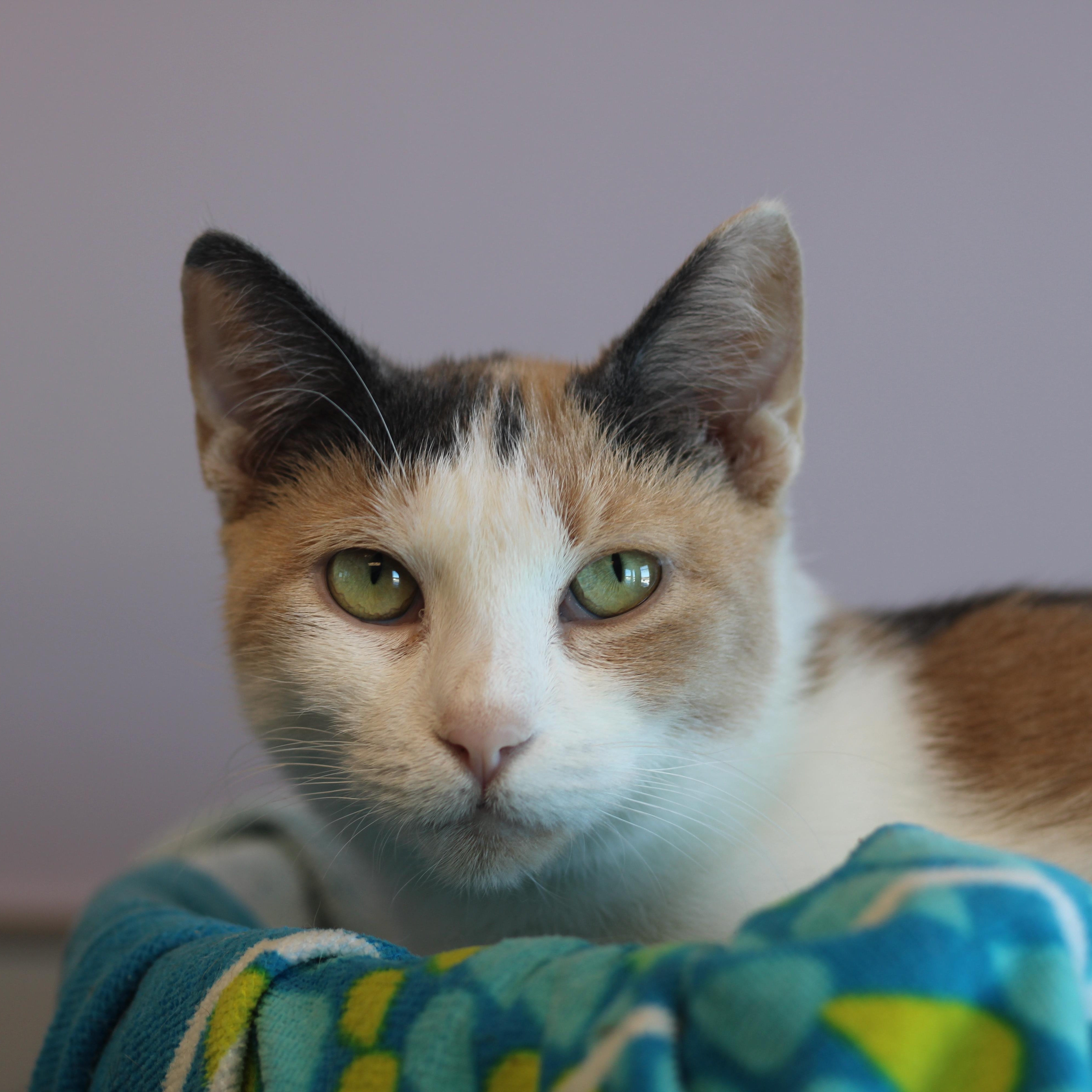 Enlarge Pearl, a Adoptable Domestic Short Hair in Cooperstown, NY image 3/3