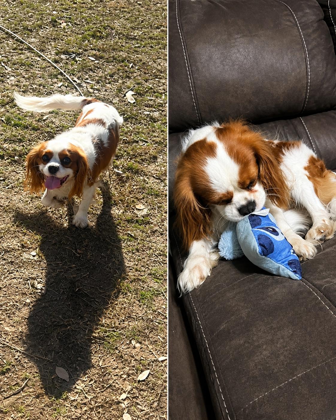 Oswald, ADOPTABLE, Adult Male Cavalier King Charles Spaniel.