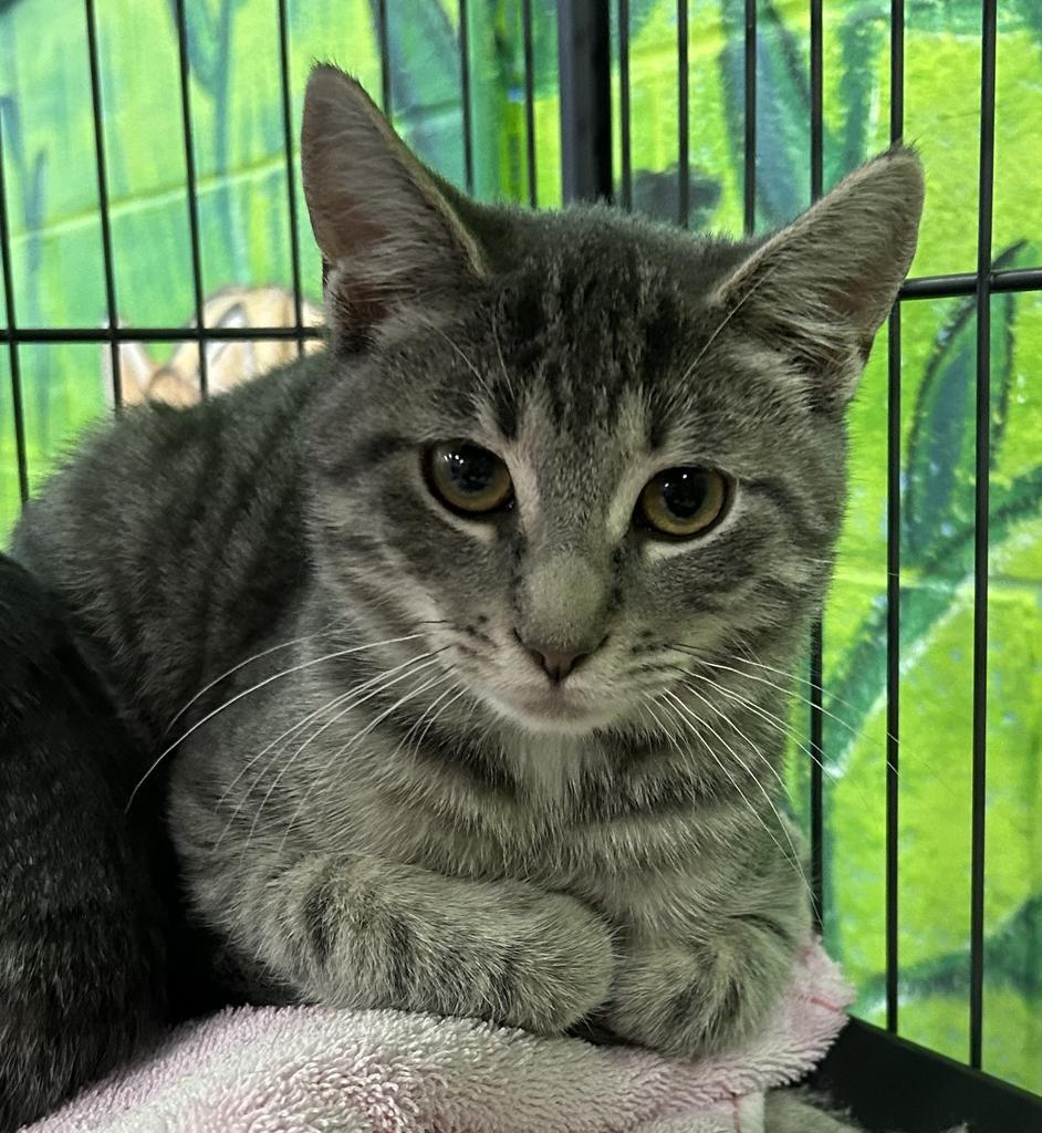 Tyreese, Adoptable, Adult Male Domestic Short Hair.