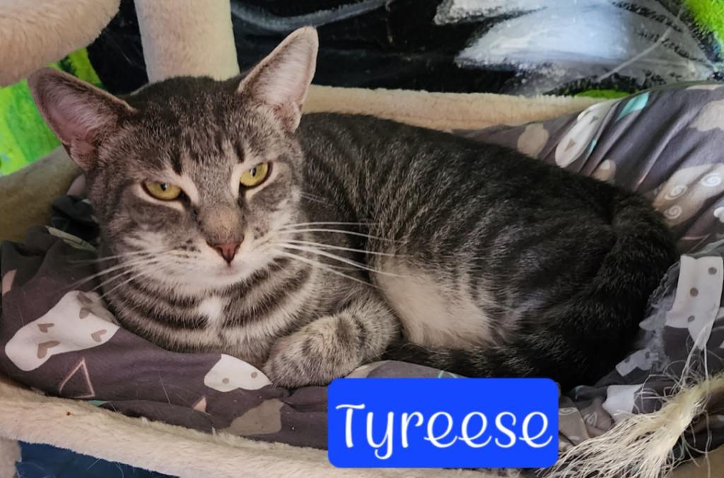 Enlarge Tyreese, a Adoptable mixed breed in Jim Thorpe, PA image 1/3