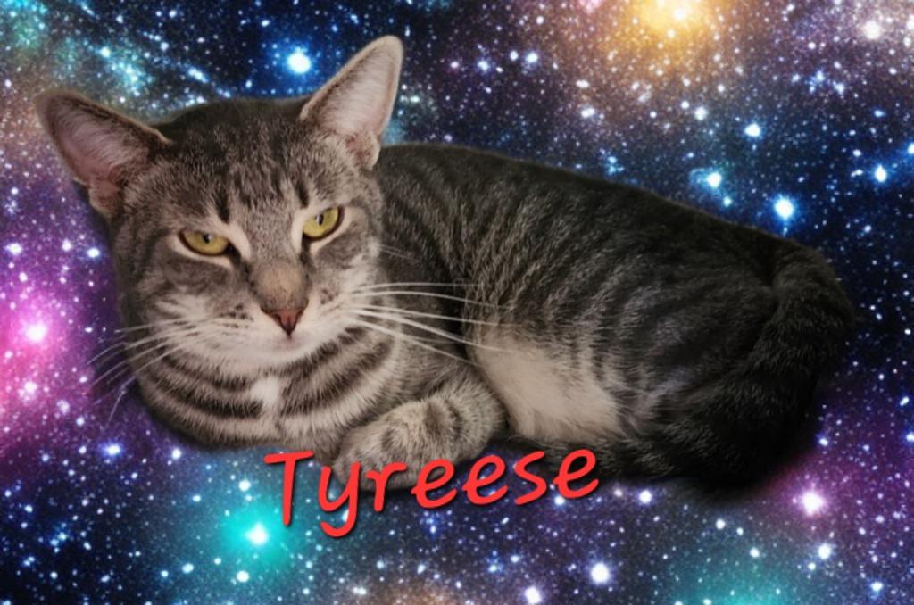 Enlarge Tyreese, a Adoptable mixed breed in Jim Thorpe, PA image 3/3