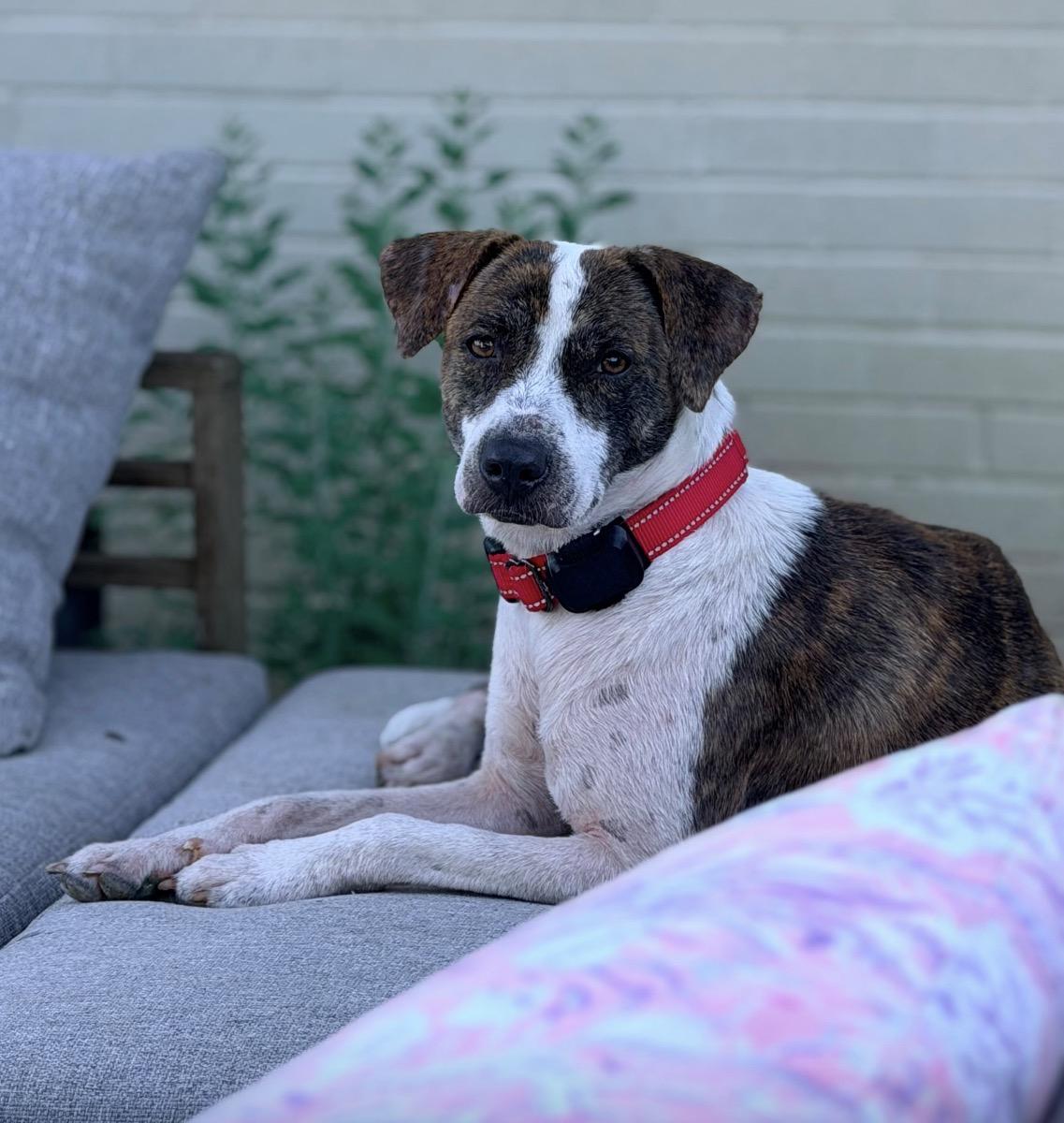 WILLOW - BEST DOG, Adoptable, Young Female Shepherd & Labrador Retriever.