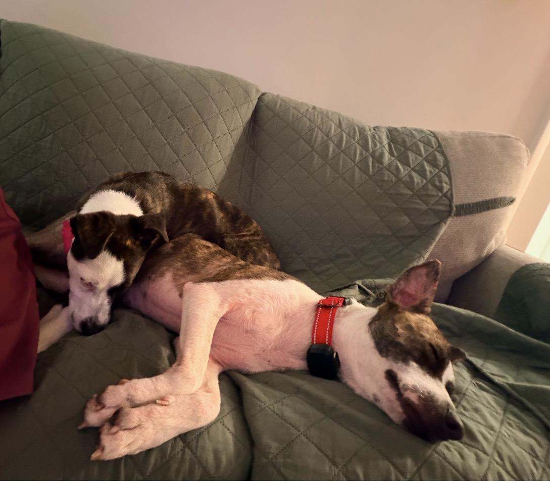 Enlarge WILLOW - BEST DOG, a Adoptable mixed breed in Sparks, MD, MD image 4/5