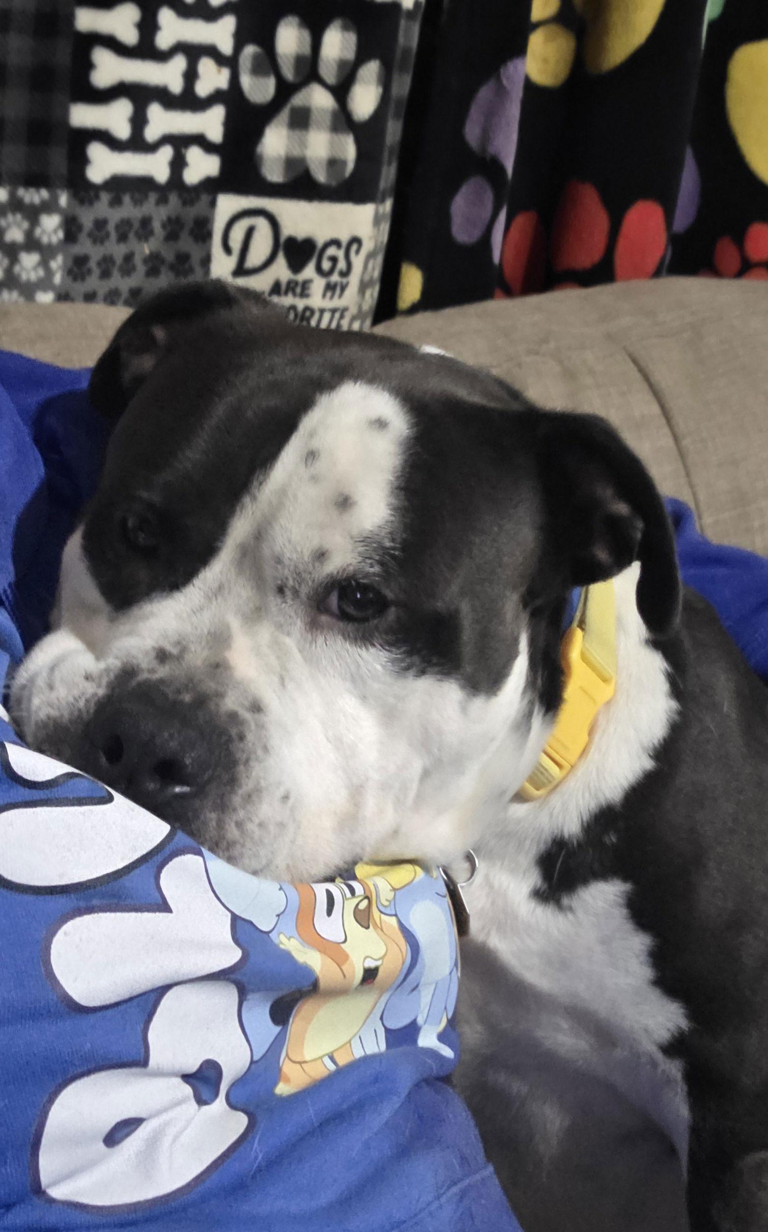 Toby, Adoptable, Adult Male Pit Bull Terrier.