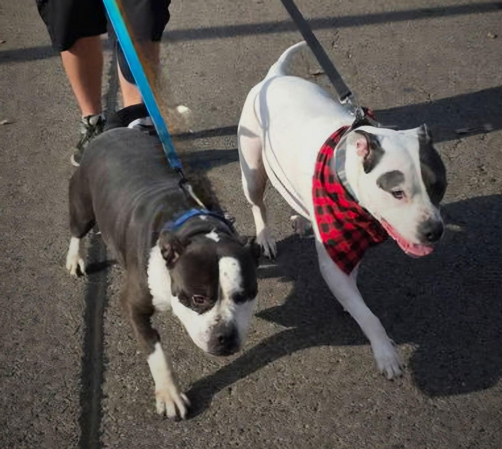 Enlarge Toby, a Adoptable Pit Bull Terrier in Elgin, IL image 2/3