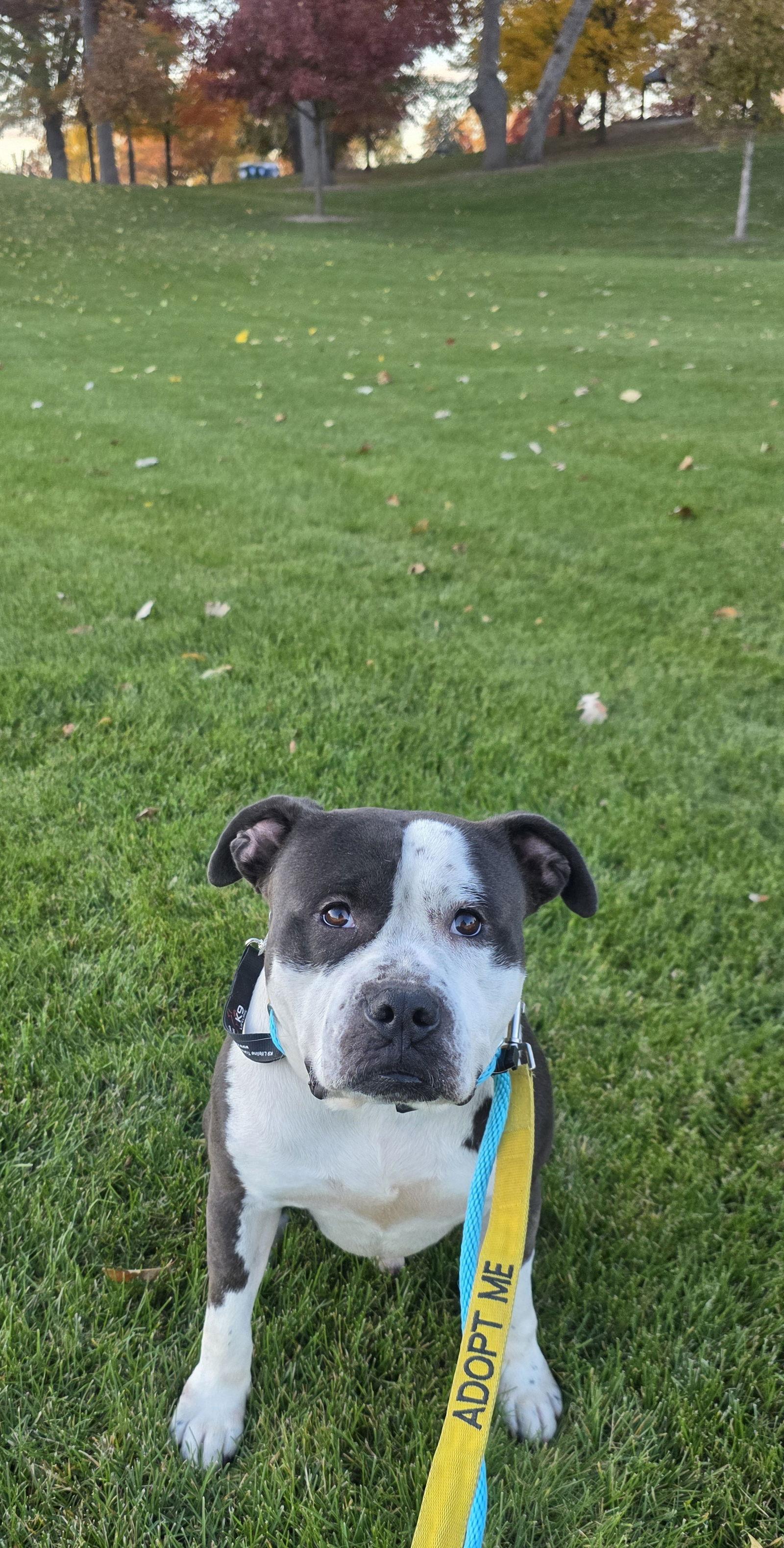 Toby, Adoptable, Adult Male Pit Bull Terrier.