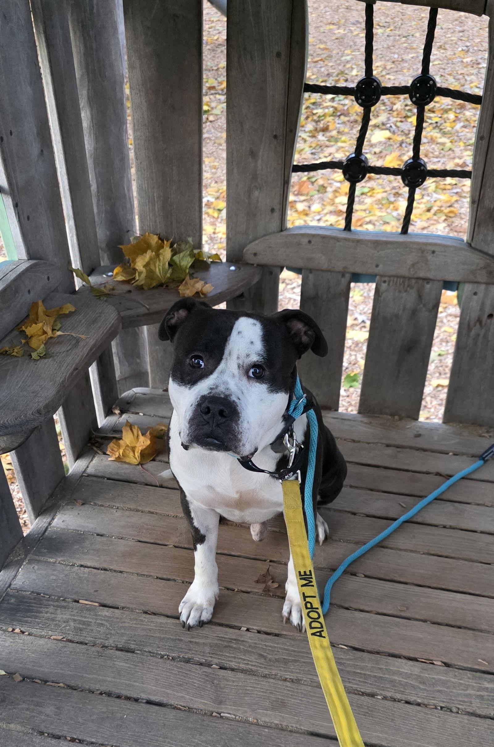 Enlarge Toby, a Adoptable Pit Bull Terrier in Elgin, IL image 2/3