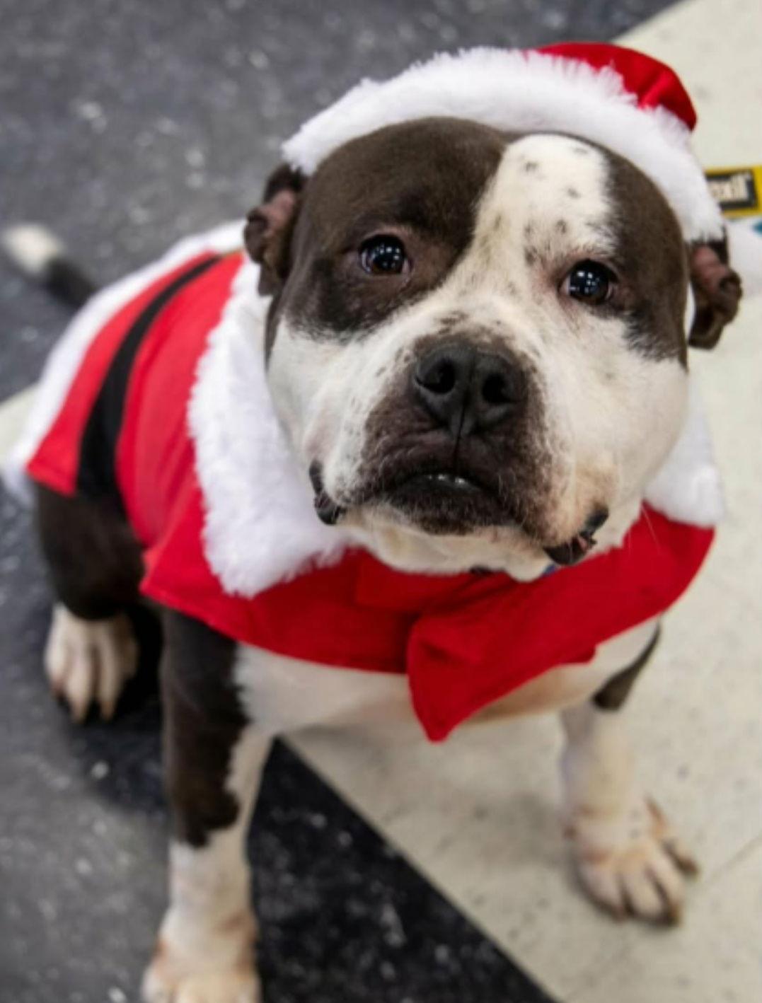 Enlarge Toby, a Adoptable Pit Bull Terrier in Elgin, IL image 3/3