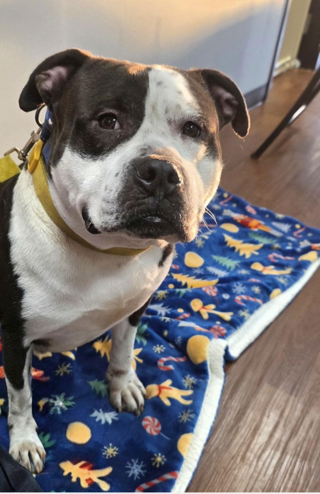 Enlarge Toby, a Adoptable Pit Bull Terrier in Elgin, IL image 3/3