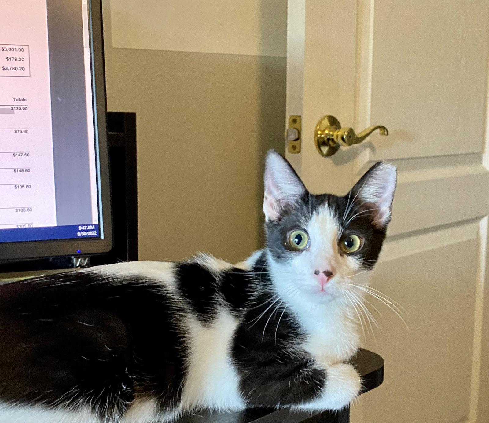 Enlarge Colin Robinson (bonded to Nandor the Relentless), a Adoptable Domestic Short Hair in Chandler, AZ image 3/3