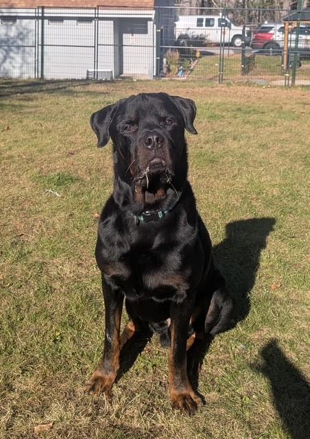Enlarge Vinny, a Adoptable mixed breed in Lincoln, RI image 1/4