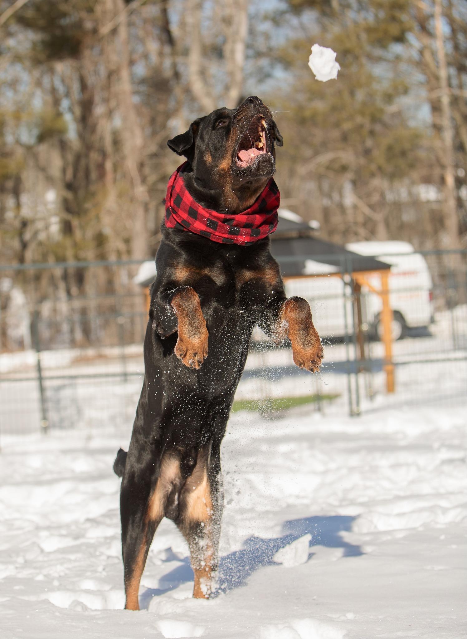 Vinny, a Adoptable mixed breed in Lincoln, RI image 4/6
