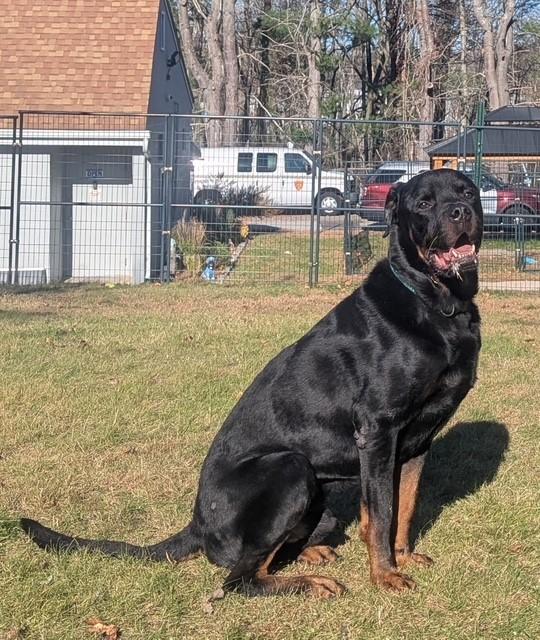 Enlarge Vinny, a Adoptable mixed breed in Lincoln, RI image 2/4