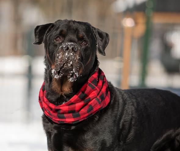 Vinny, Adoptable, Adult Male Rottweiler & Black and Tan Coonhound.