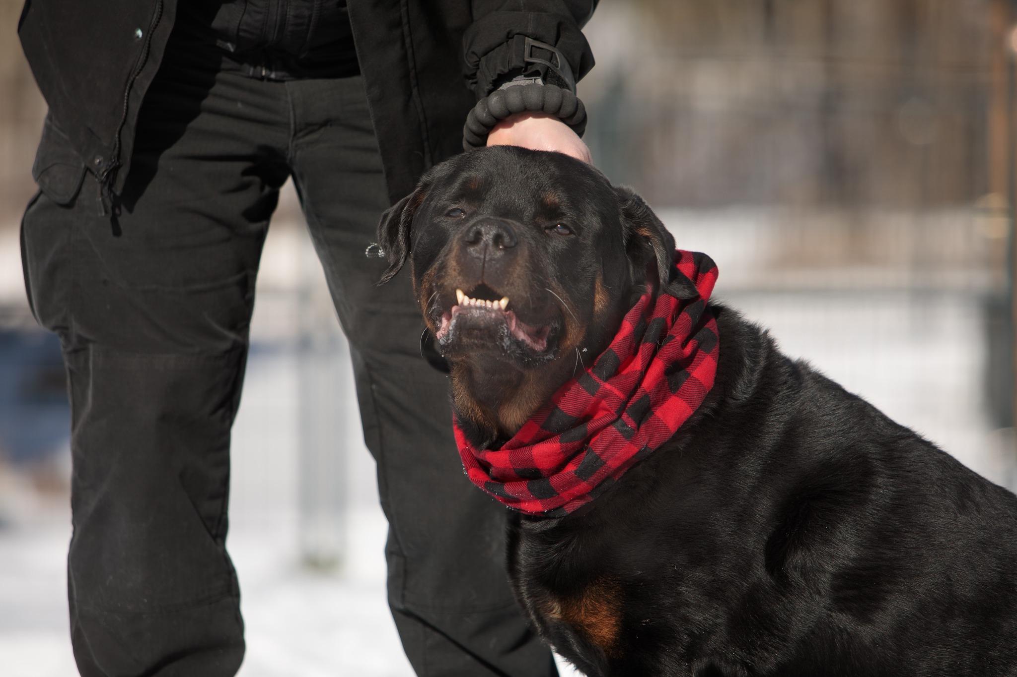 Vinny, a Adoptable mixed breed in Lincoln, RI image 2/6