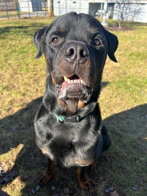 Enlarge Vinny, a Adoptable mixed breed in Lincoln, RI image 3/4