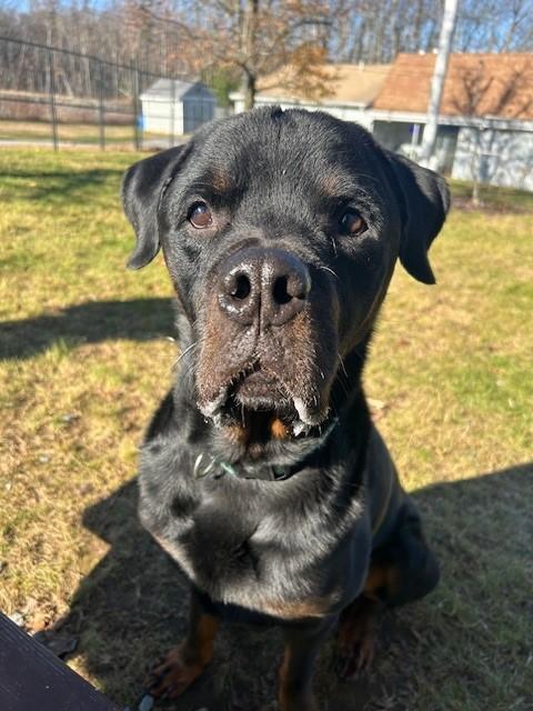 Enlarge Vinny, a Adoptable mixed breed in Lincoln, RI image 4/4