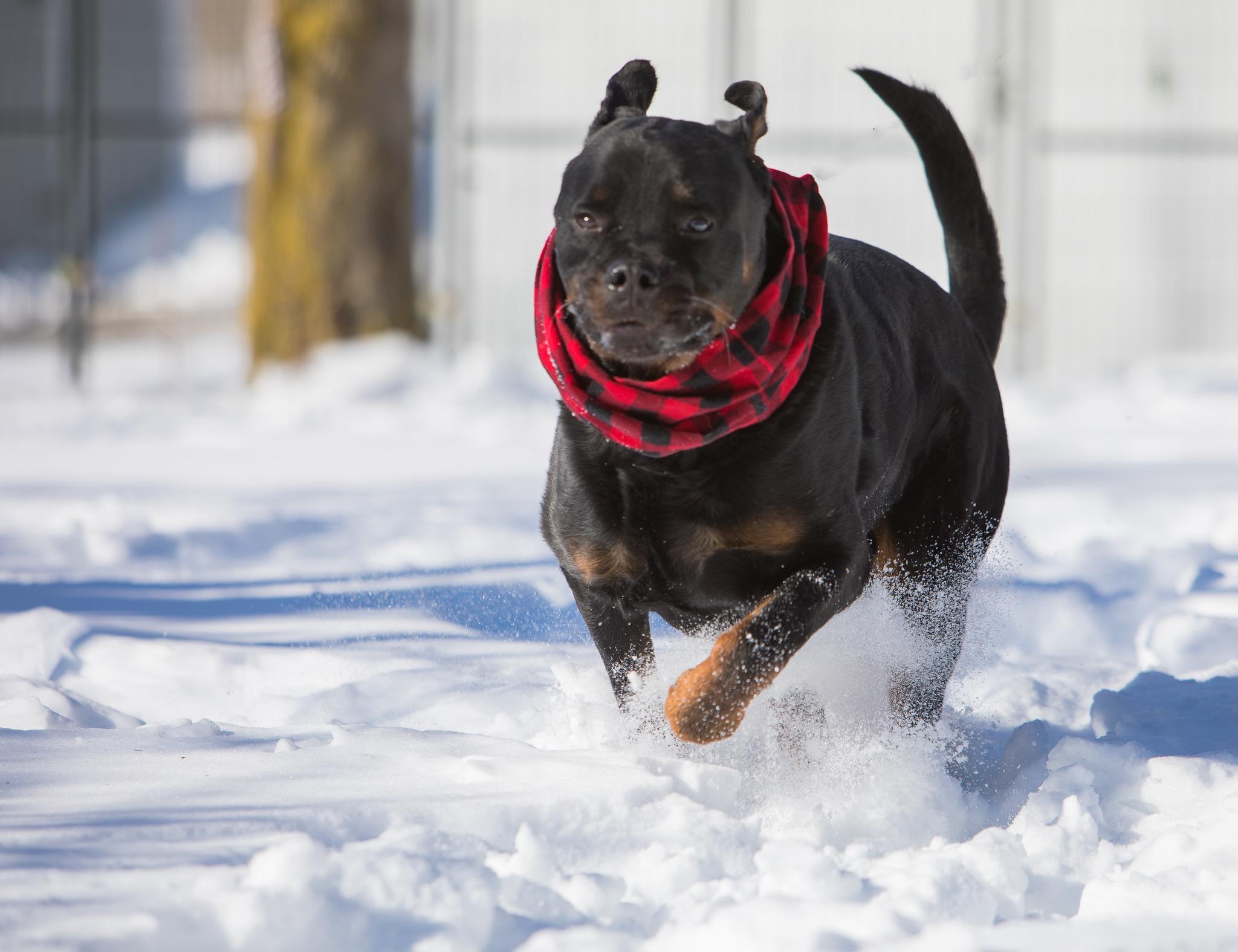 Vinny, a Adoptable mixed breed in Lincoln, RI image 3/6