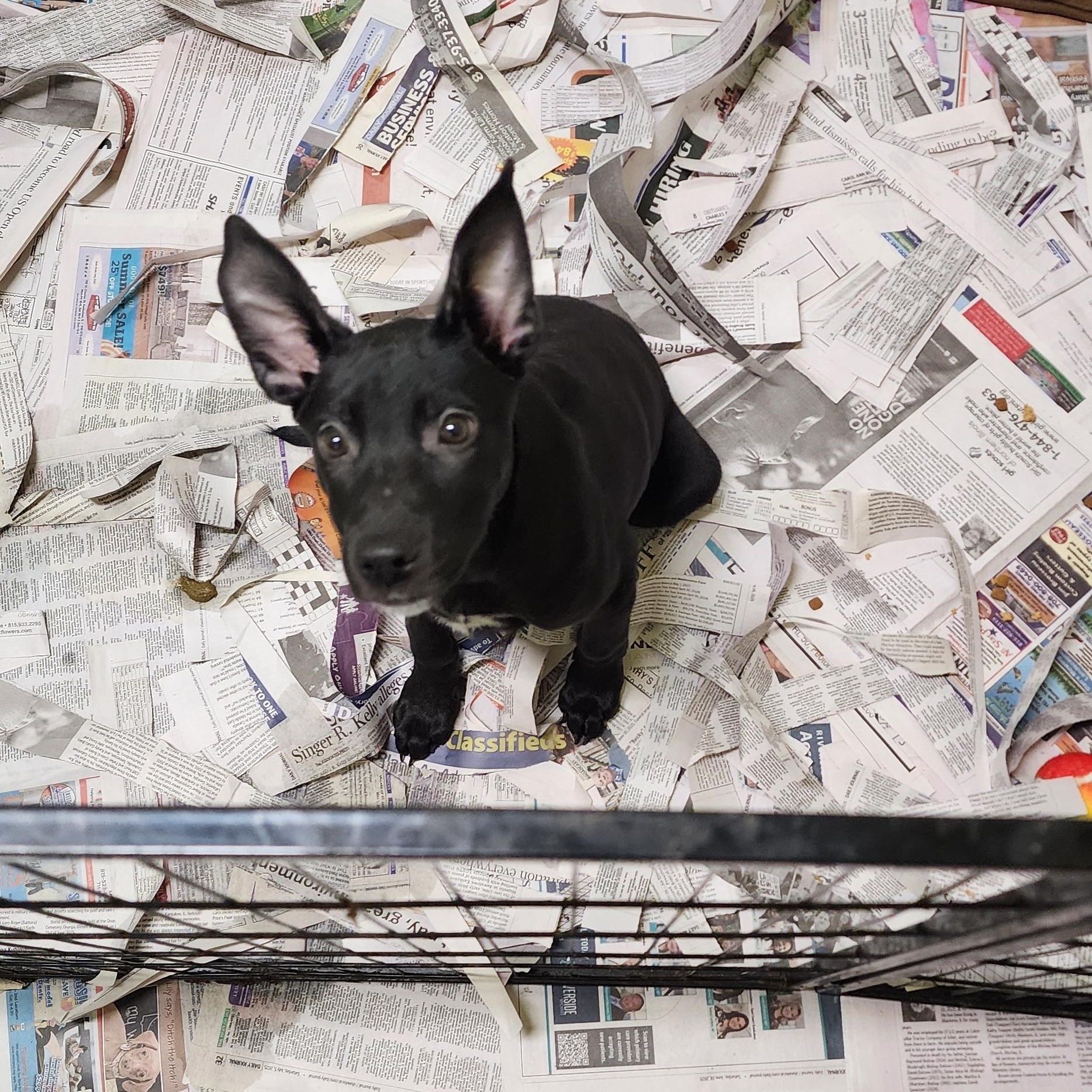 Enlarge Sage, a Adoptable mixed breed in Momence, IL image 1/1