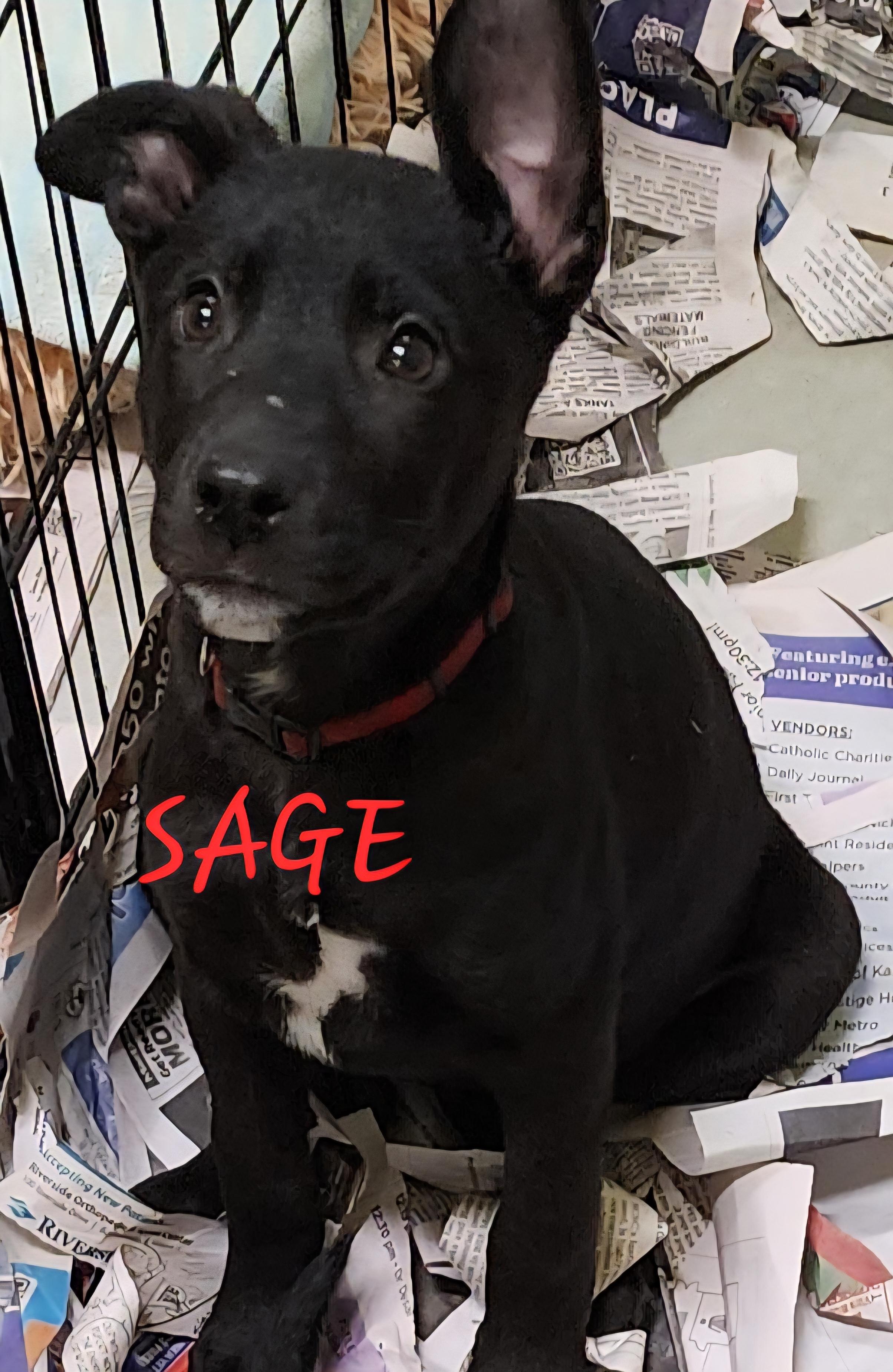 Sage