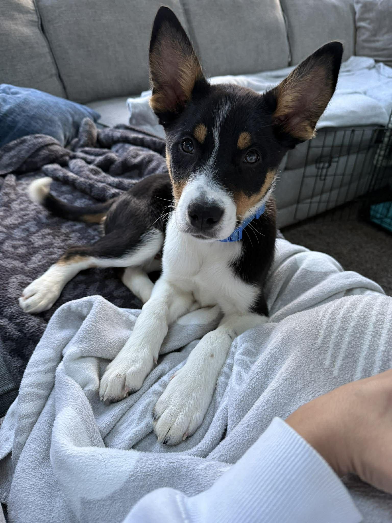 Enlarge Greg, an adopted mixed breed in Penfield, NY image 3/6