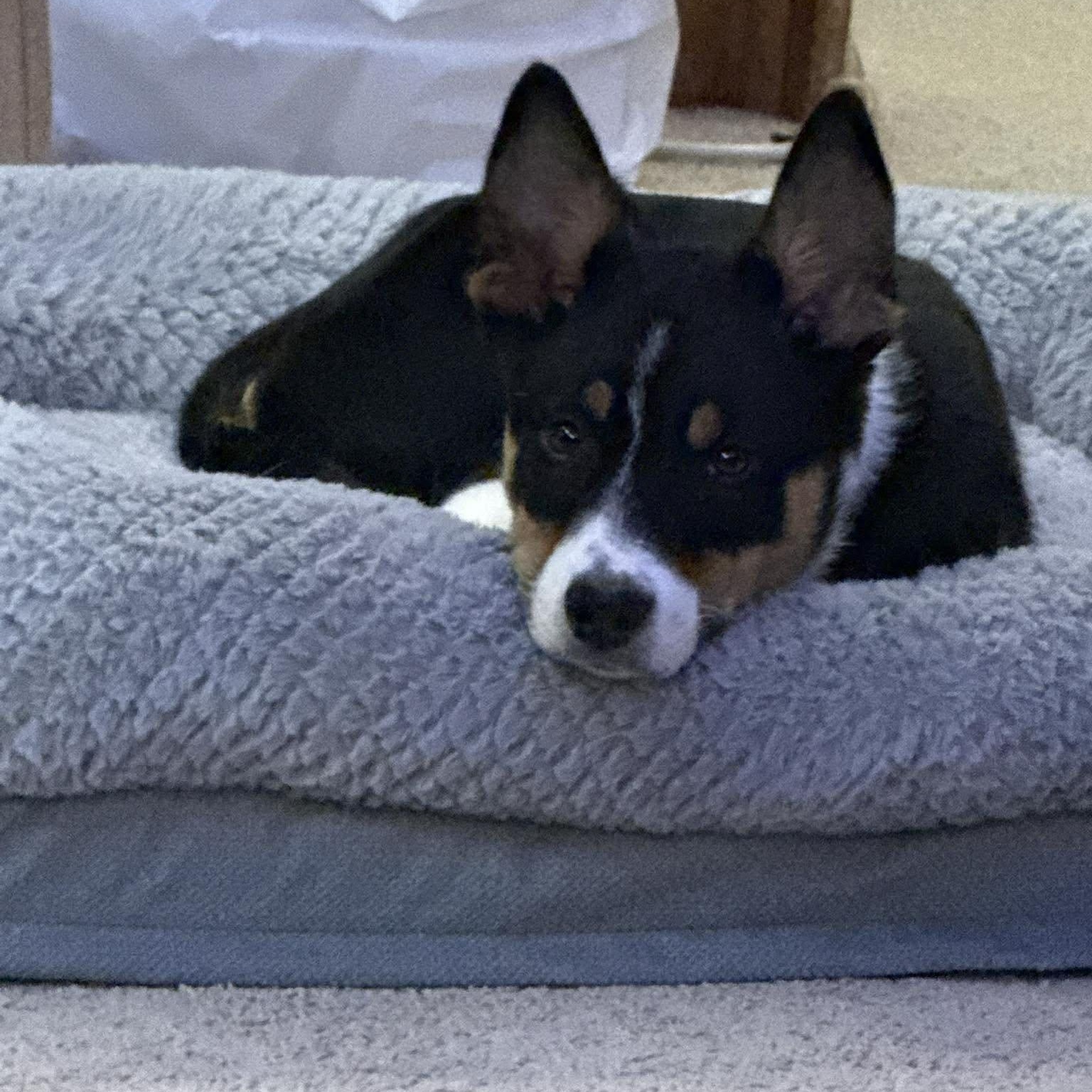 Enlarge Greg, an adopted mixed breed in Penfield, NY image 6/6